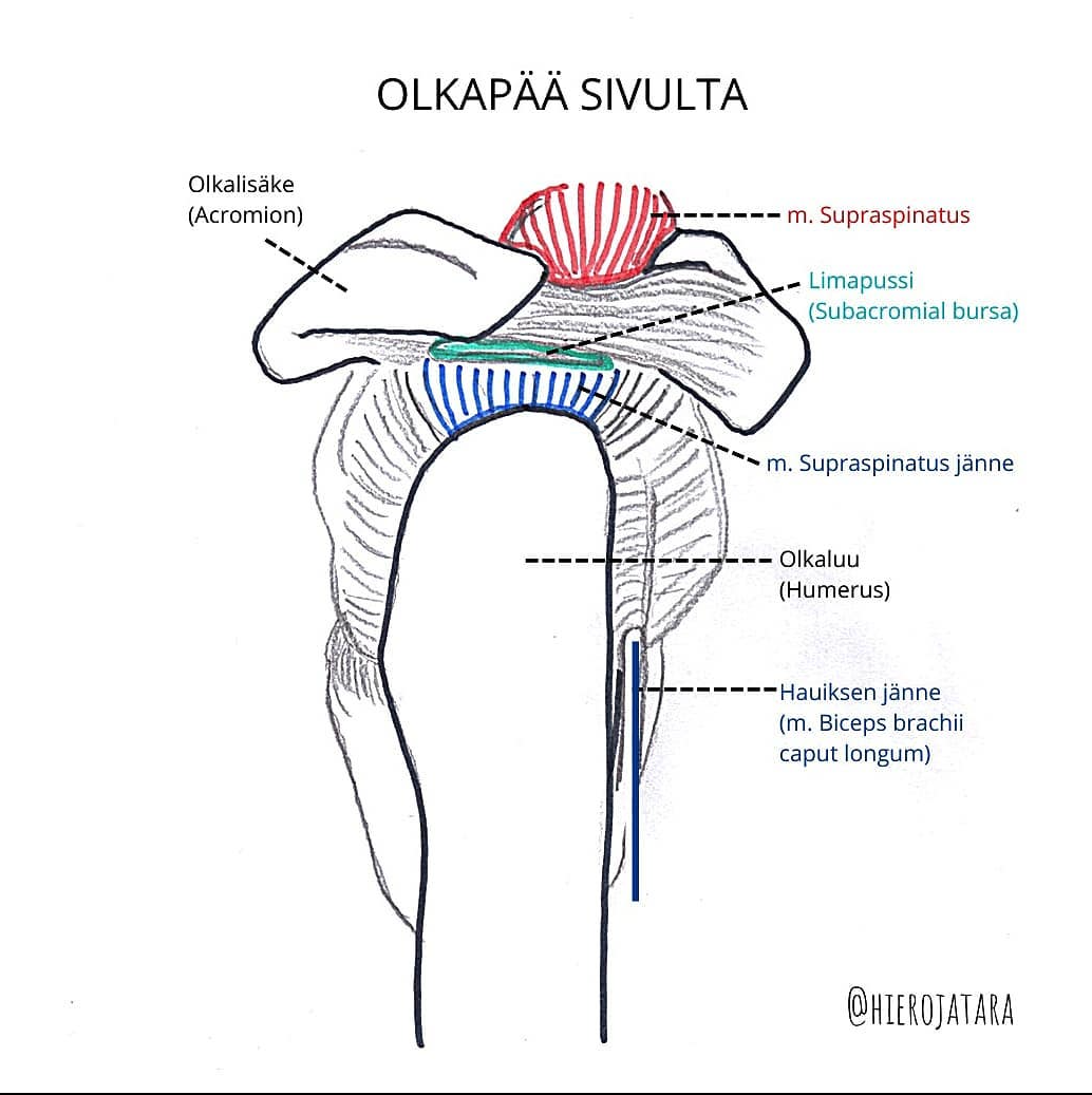 Olkap kipu olkap-kipu